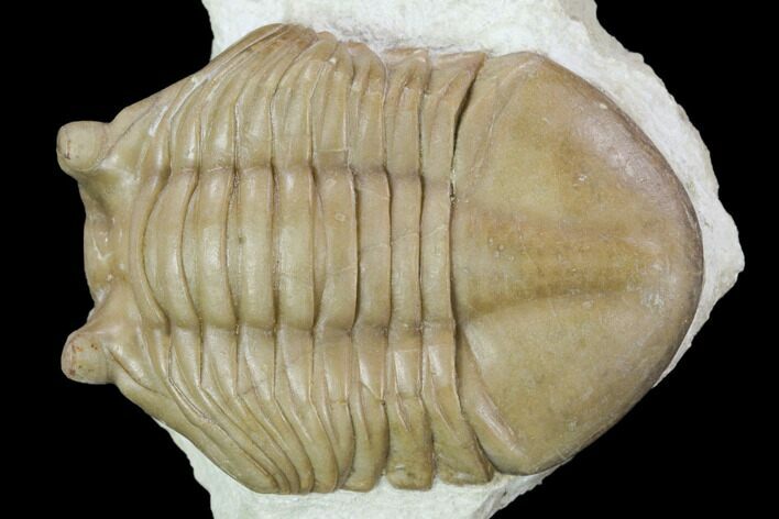 Asaphus Cornutus Trilobite - Russia #126142